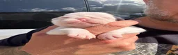 Pug dogs for sale: Stunning litter of 4 Prestige KC reg Pink Pug Pups - Advert 8