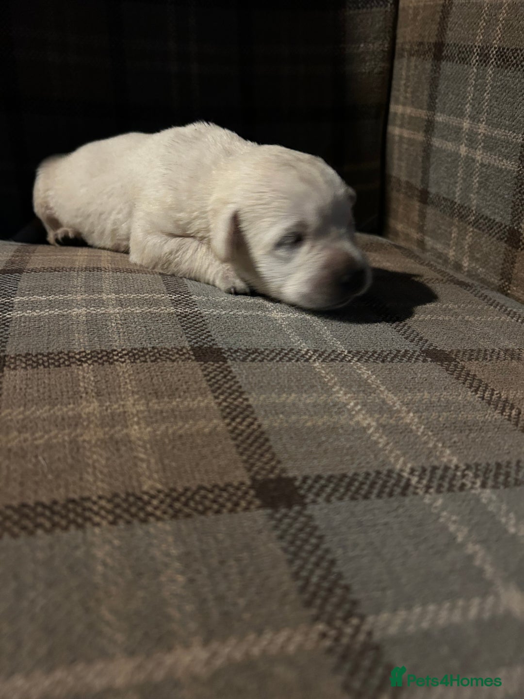 Labrador Retriever dogs for sale:  Kc reg Show type labrador puppies  - Advert 2