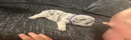 Frug dogs for sale: 6 stunning blue Merle Frug puppies  in Eastleigh - Advert 16