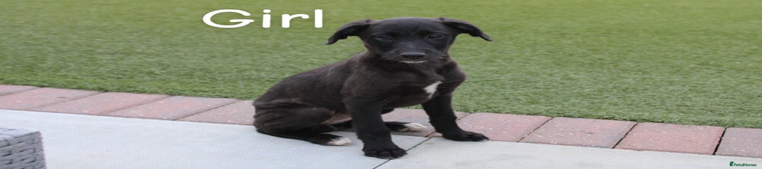 Lurcher Puppy 3