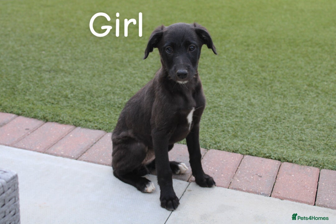 Lurcher dogs for sale: ⭐️beautiful lurcher puppy’s  - Image 14