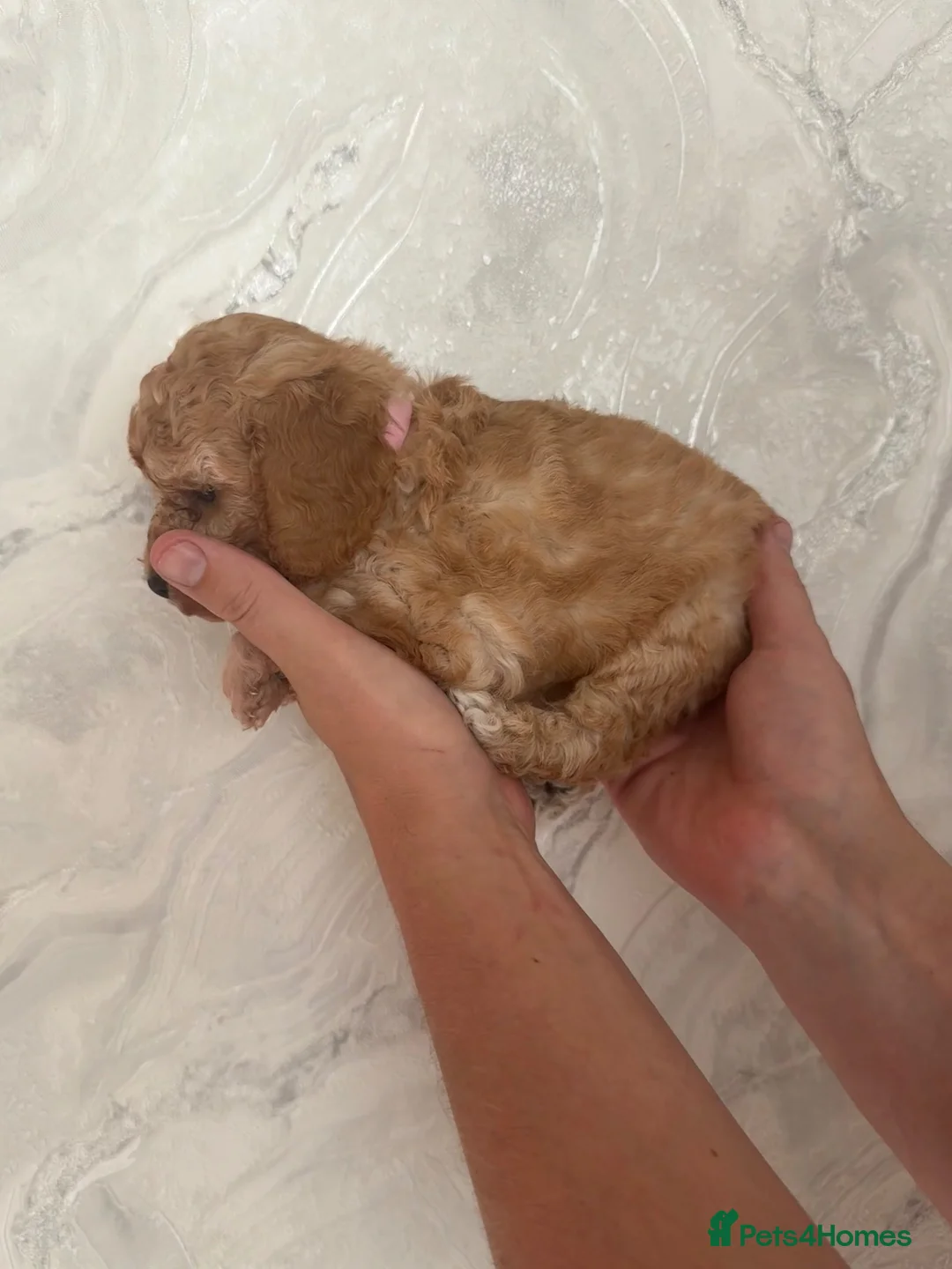 Cockapoo dogs for sale: F2 Cockapoo Puppies - Advert 2