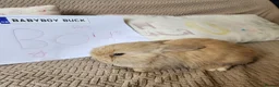 Mini Lop rabbits for sale: Stunning Mini Lops from Keeper's Mini Lops  - Advert 6