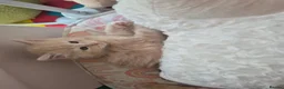 Mixed Breed cats for sale: Mainecoon cross male kitten  - Advert 3