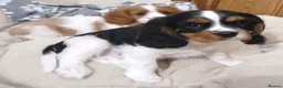 Cavalier King Charles Spaniel dogs for sale:  Health tested puppies ready now - Advert 4