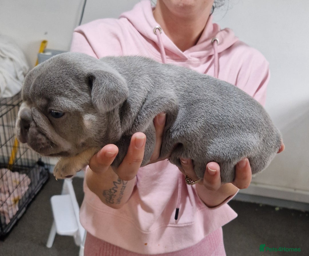 French Bulldog dogs for sale: 3 French bulldog puppies left - Image 7