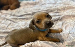 Dachshund dogs for sale: Sausage dog puppies for sale  - Image 7
