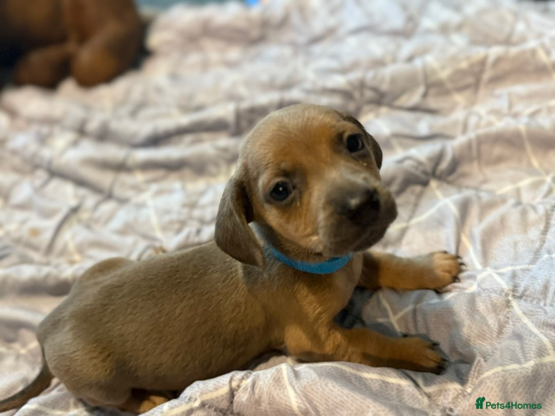 Dachshund dogs for sale: Sausage dog puppies for sale  - Image 7