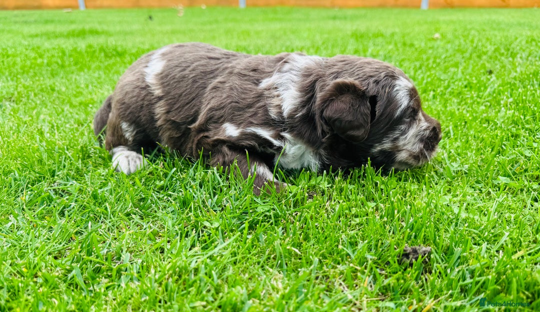 Labradoodle dogs for sale: Chocolate Merle Labradoodle Babies 🐾🐾🐾 - Image 15