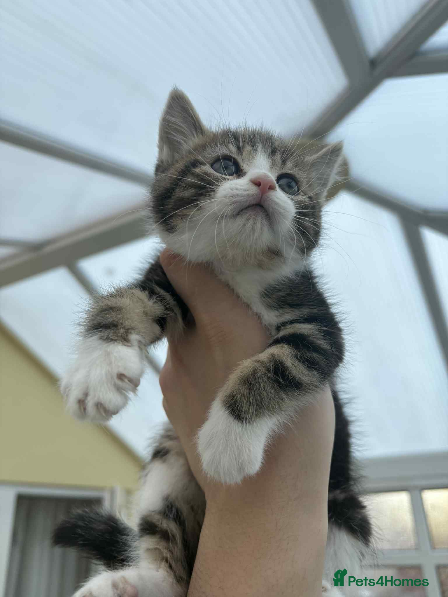 Mixed Breed cats Oriental mix - Advert 13