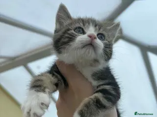 Mixed Breed cats Oriental mix - Advert 13