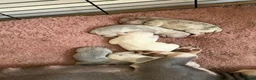 French Bulldog dogs for sale: Beautiful French Bulldog Puppies  in Deal - Advert 32