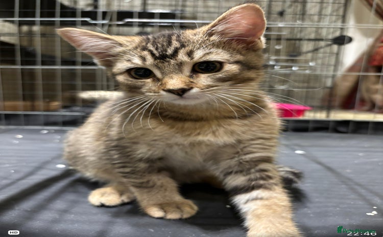 Mixed Breed cats - Advert 3