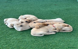 Labrador Retriever dogs for sale: One Beautiful KC Reg Lab Puppy Left- Ready Now - Image 7