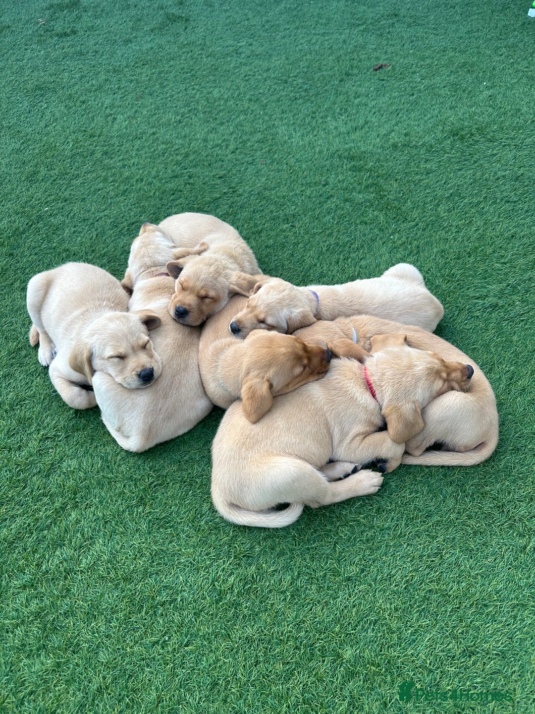 Labrador Retriever dogs for sale: One Beautiful KC Reg Lab Puppy Left- Ready Now - Image 7