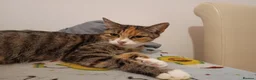 Mixed Breed cats for sale: Torbie girl for sale (5yrs) - Advert 8