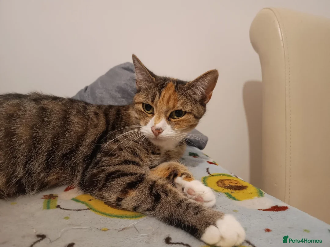 Mixed Breed cats for sale: Torbie girl for sale (5yrs) - Advert 8