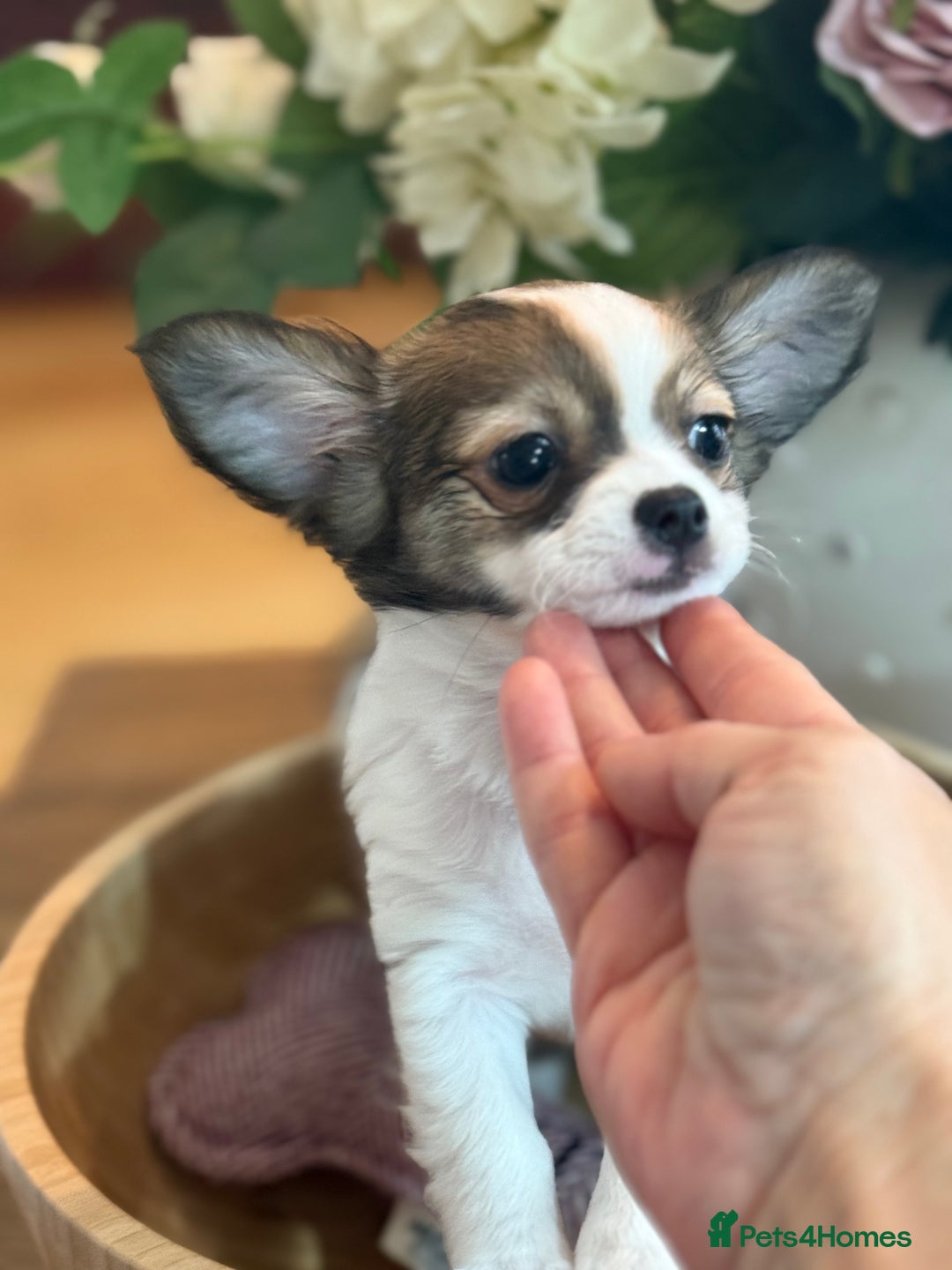Chihuahua dogs for sale: Our beautiful Chihuahua puppies  - Image 6