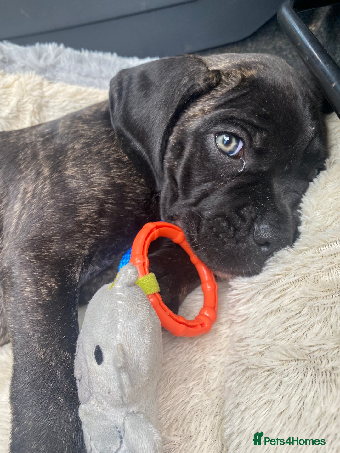 Cane Corso dogs for sale: Bruno  - Advert 25