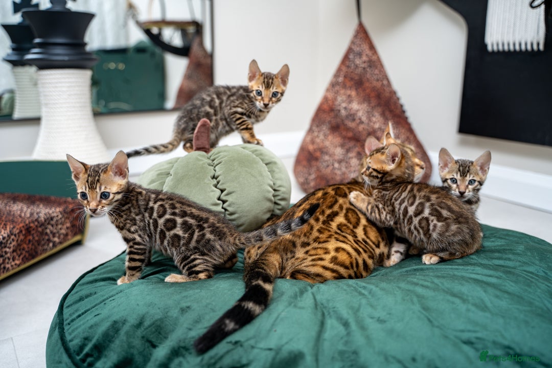 Bengal cats for sale: TICA-Certified Bengal Kittens, Show Quality - Image 14