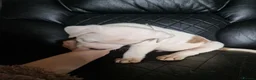 American Bulldog dogs for sale: These 3 babies are looking for there forever home - Advert 8
