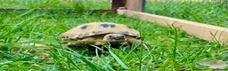 Tortoise reptiles for sale: Horsefield Tortoise 5years  - Advert 1