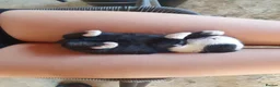 Dwarf Lop rabbits for sale: Beautiful Holland lops  - Advert 1
