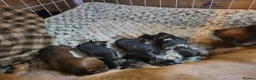 Miniature Dachshund dogs for sale: MINIATURE DACHSHUNDS TO FIND THEIR FOREVER HOME 🏡 - Advert 16