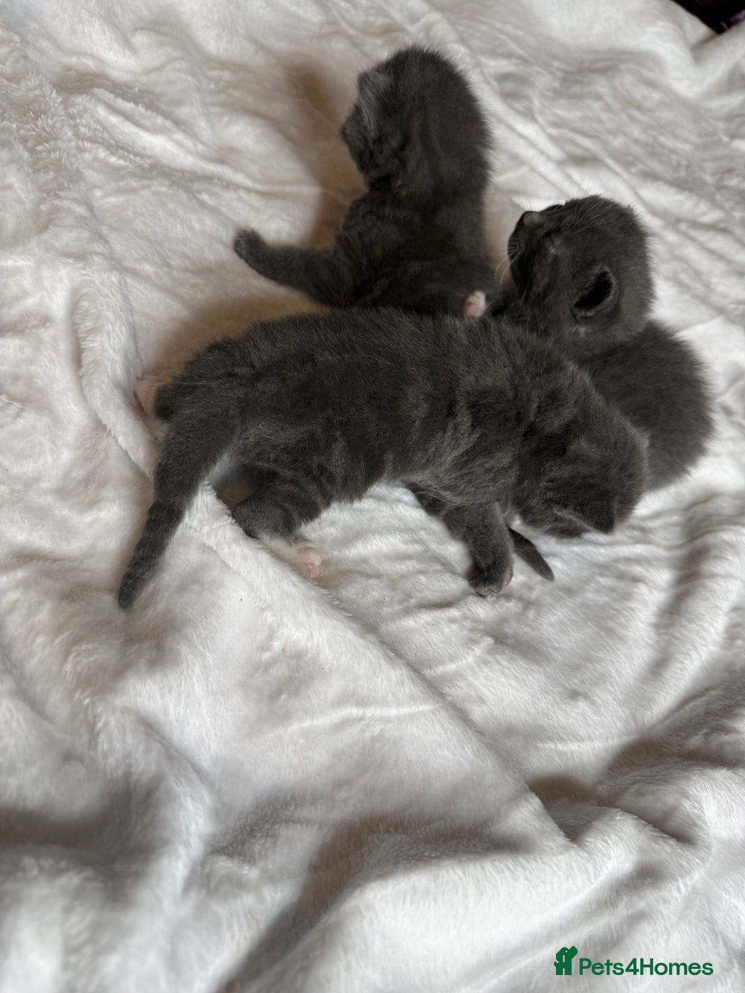 British Shorthair cats for sale: The cutest British Shorthair Grey Kittens  - Advert 13
