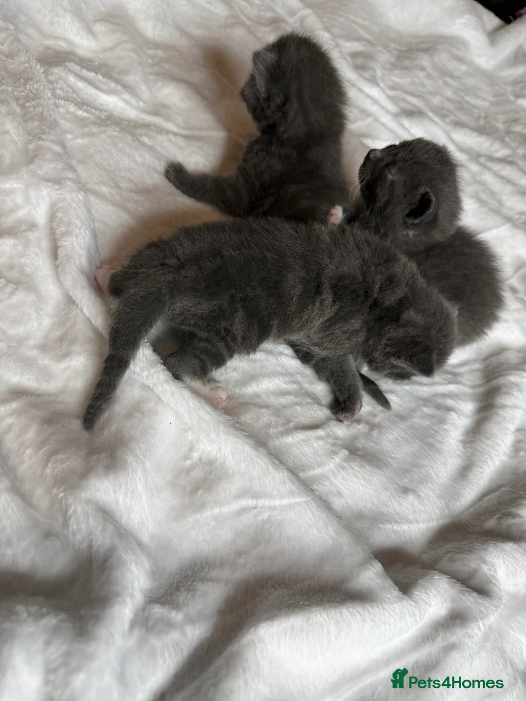 British Shorthair cats for sale: Our British Shorthair Grey Kittens  - Advert 8