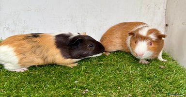 Guinea Pig rodents - Advert 12