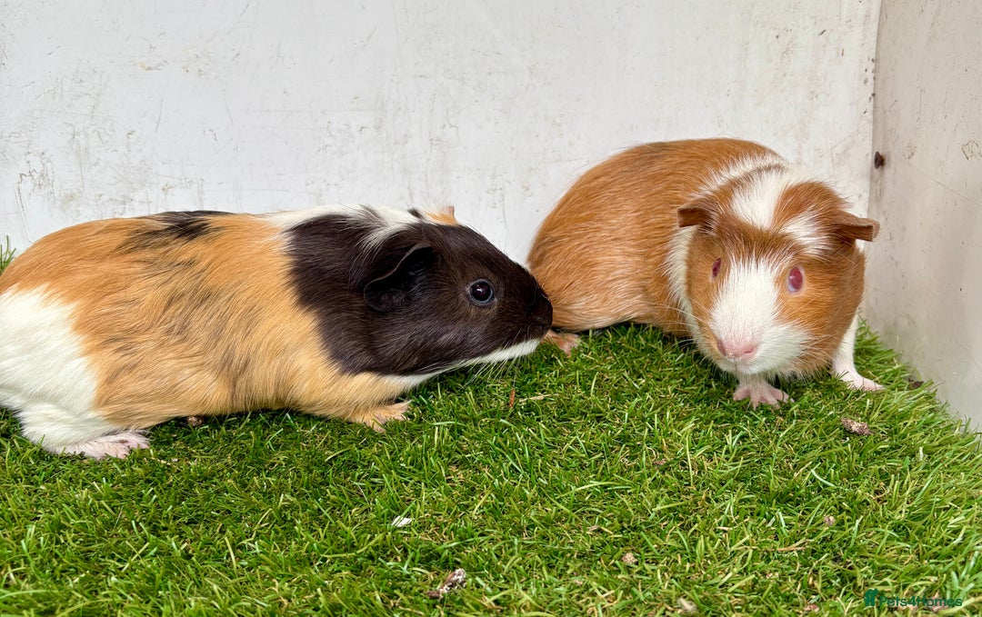 Guinea Pig rodents for sale: Super calm, friendly Guinea pig females  - Image 2
