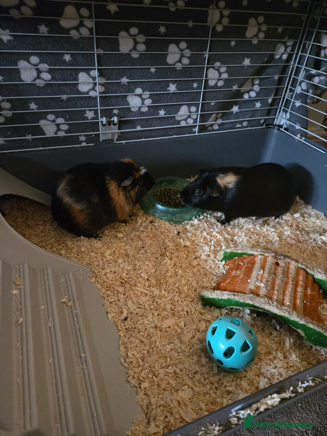 Guinea Pig rodents for sale: Two male  - Advert 2
