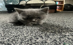 British Shorthair cats for sale: British short hair kittens - Image 8