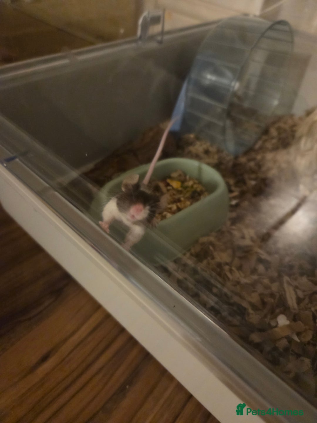 Mouse rodents for sale: Two female fancy mice - Image 2