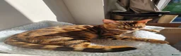 Bengal cats for sale: Bengal boy for sale in West Drayton - Advert 3