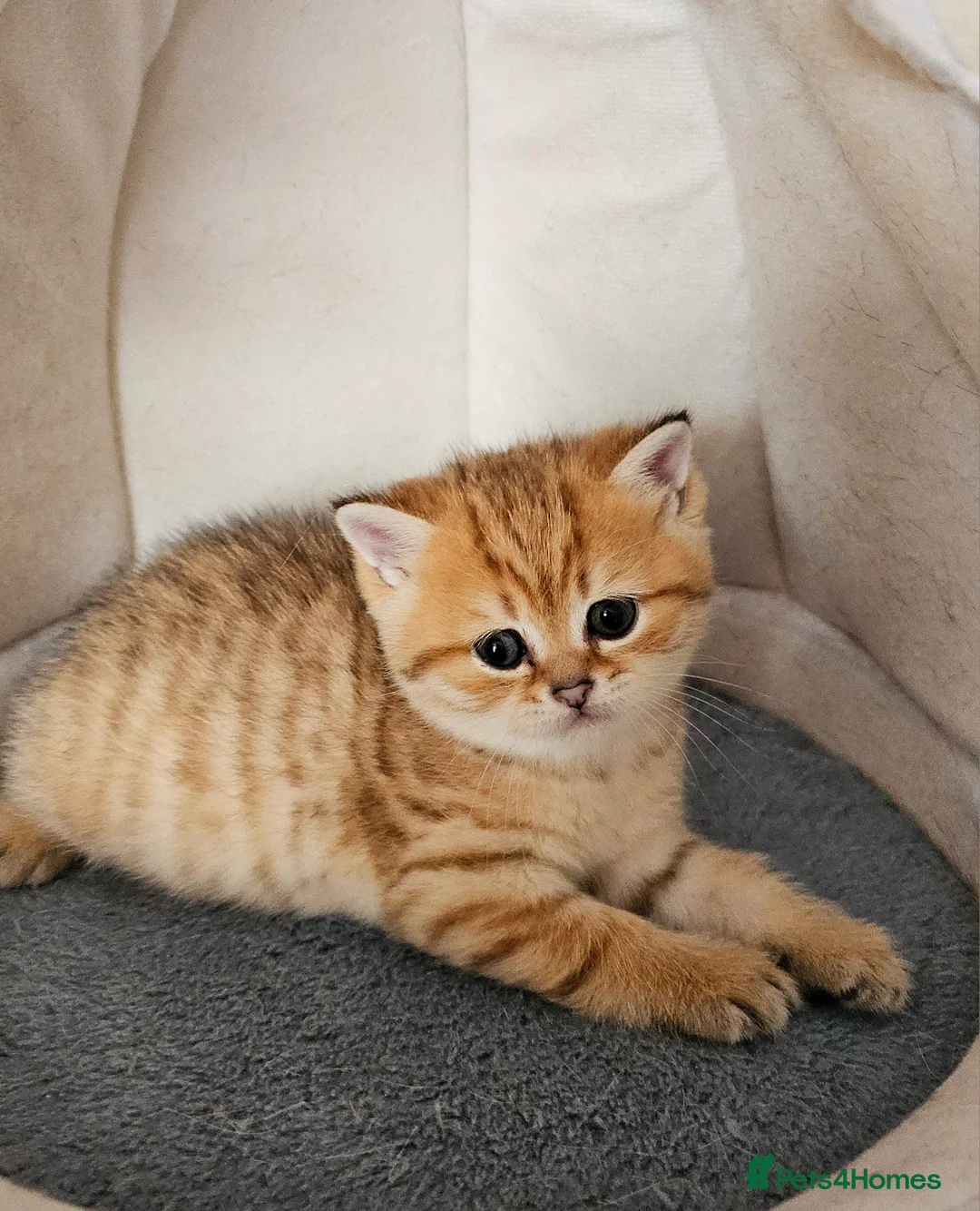 Scottish Fold cats for sale: Tica Registered pedigree kittens  - Advert 24