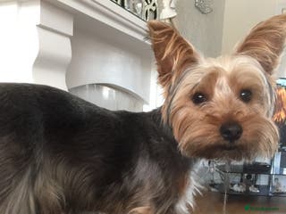 Yorkshire Terrier dogs Yorkshire Terrier for stud in Sunderland - Advert 1