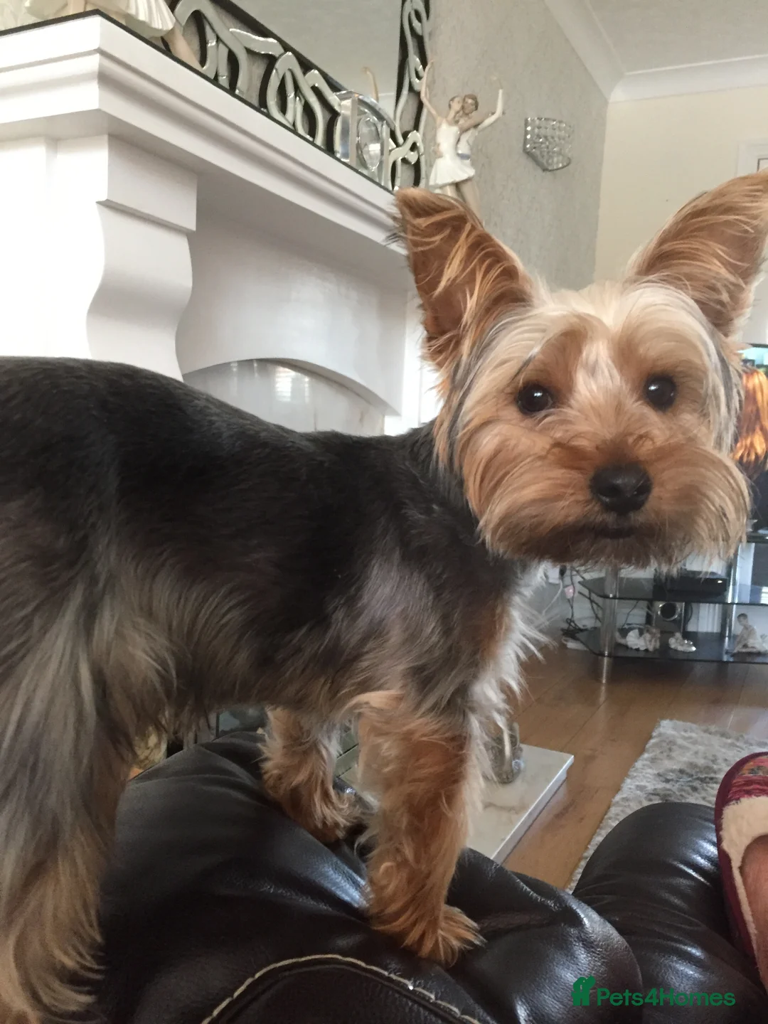 Yorkshire Terrier dogs for stud: Yorkshire Terrier for stud in Sunderland - Advert 1