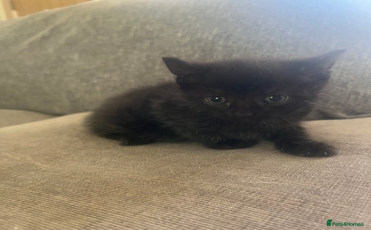 British Shorthair cats - Advert 1