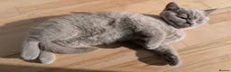 Selkirk Rex cats for sale: 😻 Stunning Selkirk Rex Kittens 😻 - Advert 7