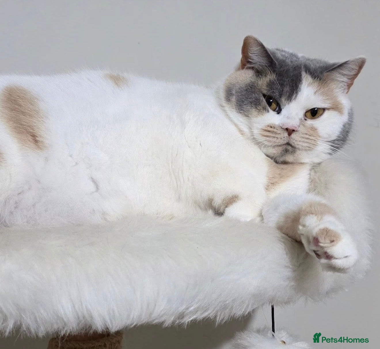 British Shorthair cats GCCF Active British shorthair  - Advert 1