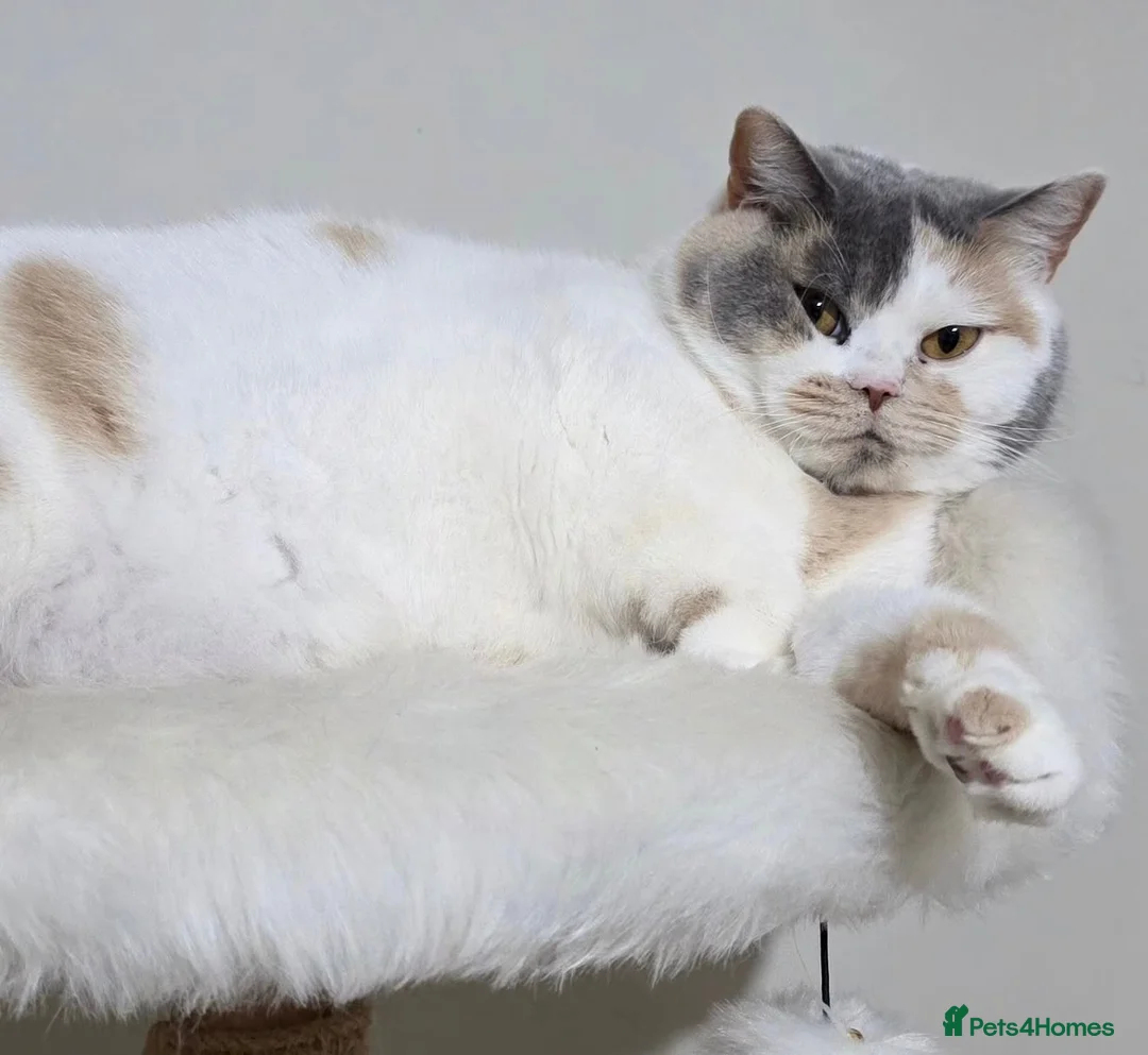 British Shorthair cats for sale: GCCF Active British shorthair  - Advert 1