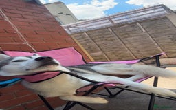 Siberian Husky dogs for stud: Look to Stud - Image 3