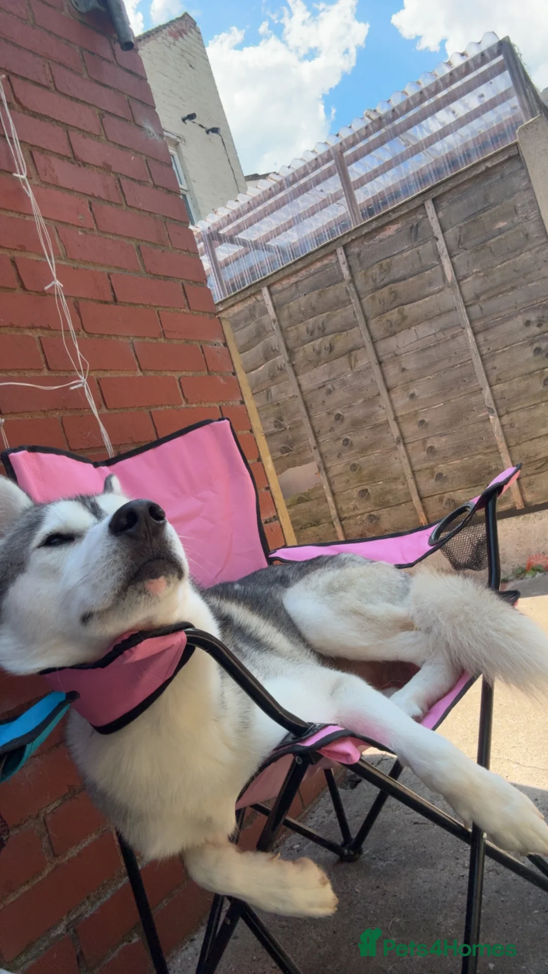 Siberian Husky dogs for stud: Look to Stud - Advert 2