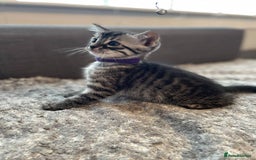Bengal cats for sale: Charcoal Bengal kitten  - Image 8