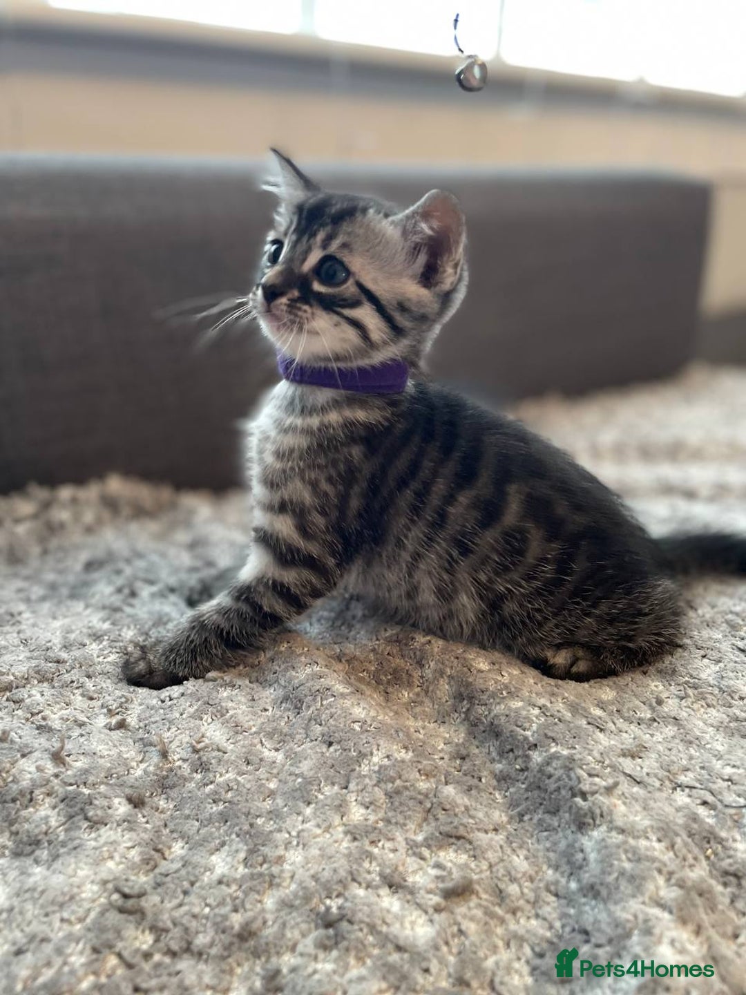 Bengal cats for sale: Charcoal Bengal kitten  - Image 8