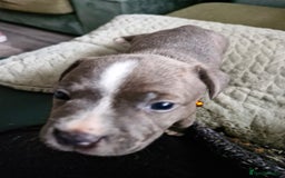 Staffordshire Bull Terrier dogs for sale: Stunning litter of Staffy Pups - Image 2