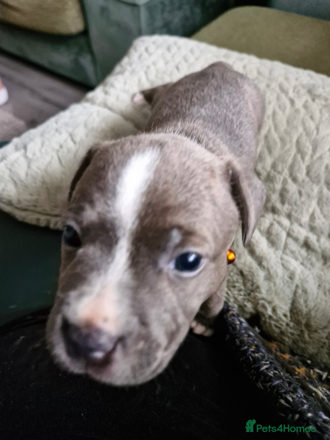 Staffordshire Bull Terrier dogs for sale: Stunning litter of Staffy Pups - Image 2