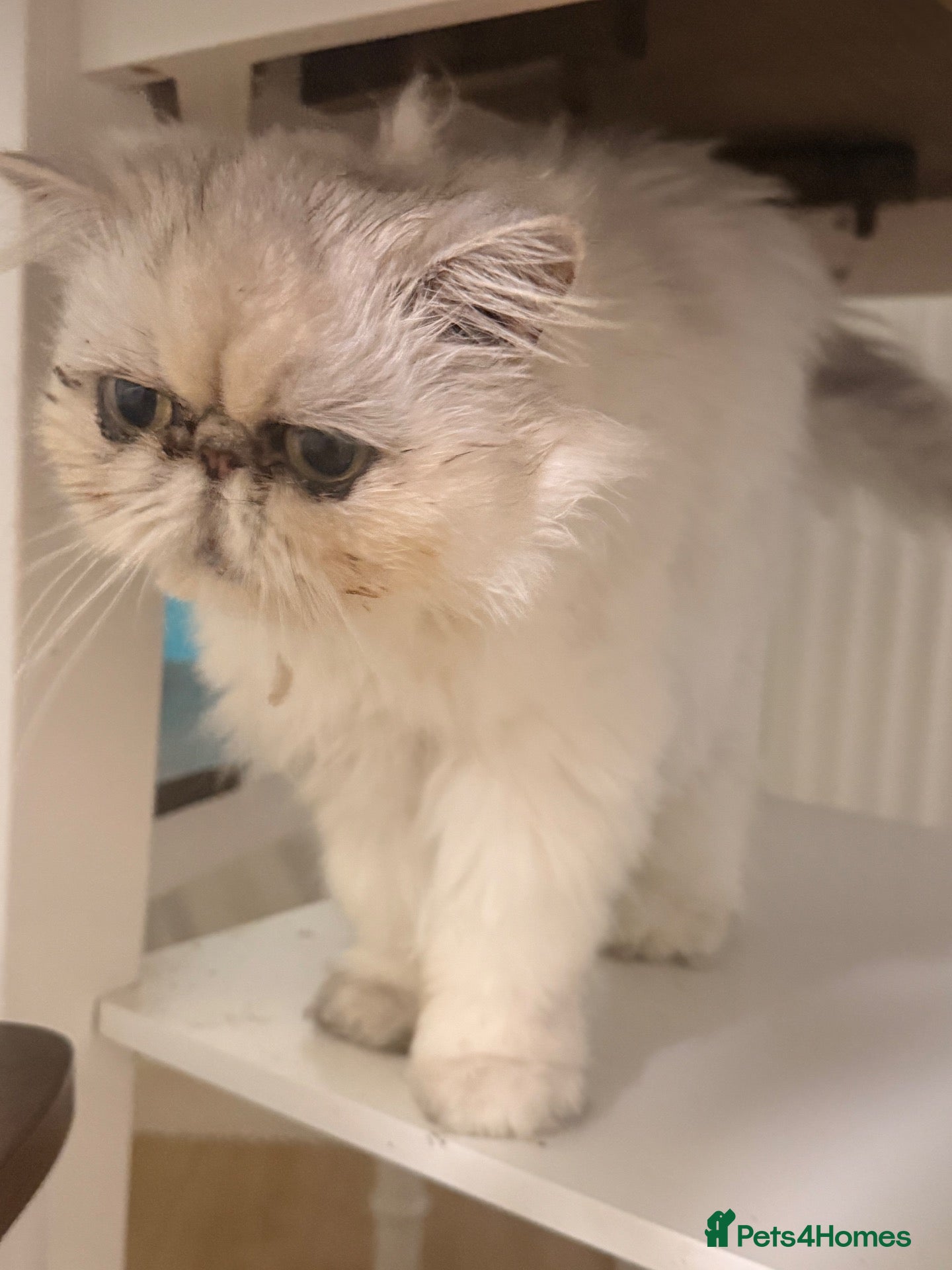 Persian cats for sale: White heaven chinchilla Persian female - Advert 2